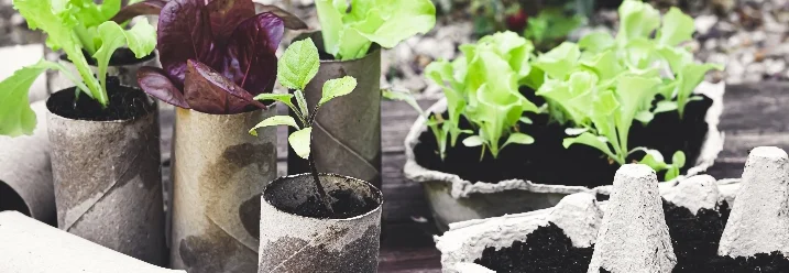 Gemüsepflanzen in Papprollen